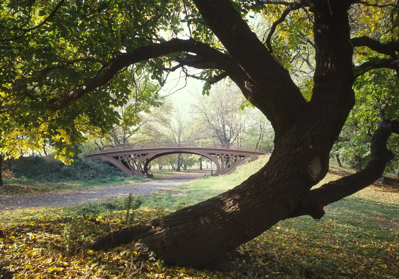 A cast-iron bridge among trees in Central Park, New York City.