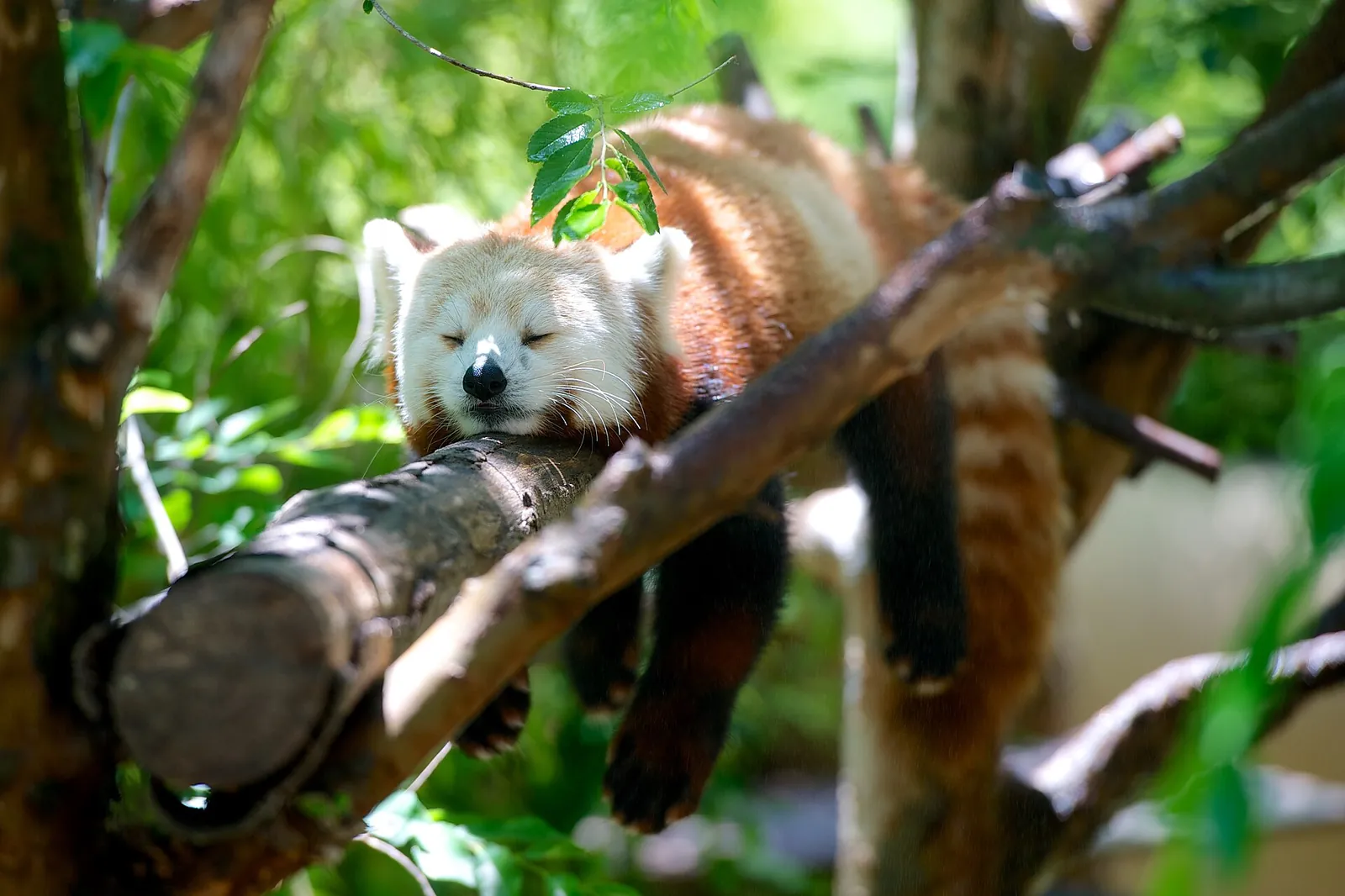A red panda resting on a branch at the San Diego Zoo.